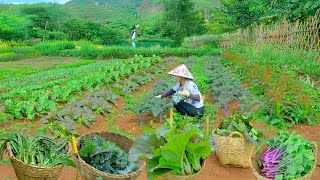 Relaxing With Harvest: Kale, Spinach, Bok Choy, Royal Vegetable, Dinosaur Kale, Flowering Mustard...
