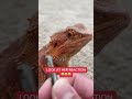 Funny moments w/ Bearded Dragons 2023