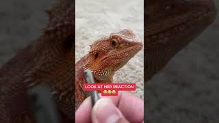 Funny moments w/ Bearded Dragons 2023