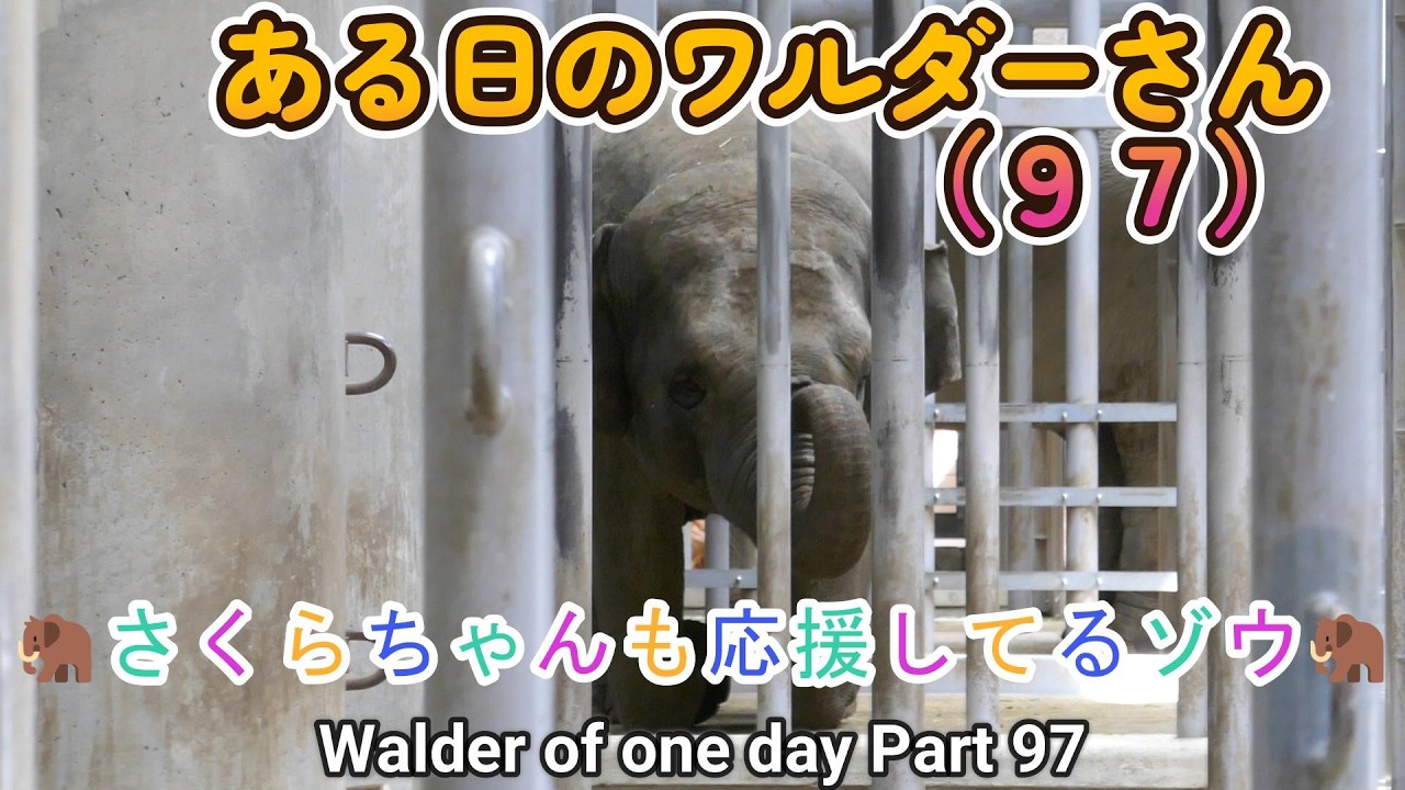 ある日のワルダーさん（97）🦣さくらちゃんも応援してるゾウ🦣（東山