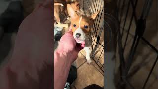 Basenji Puppies!! (Blessing / Benjamin Litter) by Mwimbaji Basenji of Utah 267 views 2 months ago 16 minutes