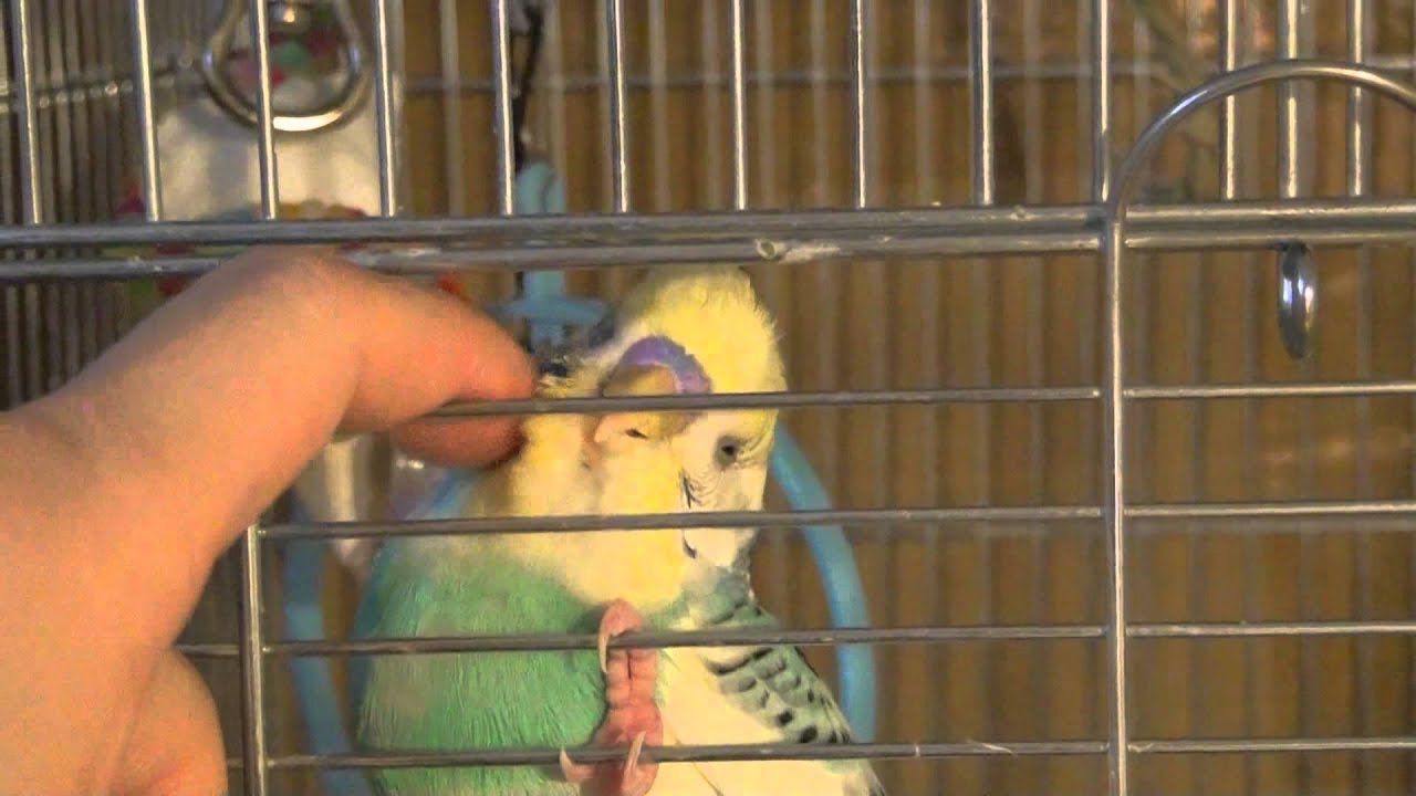 セキセイ インコ 口 を パクパク