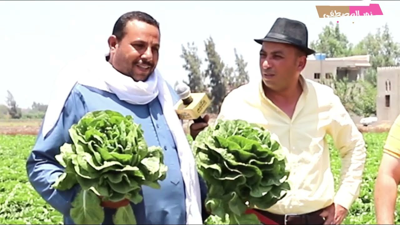 خس دهب في محافظة الشرقية