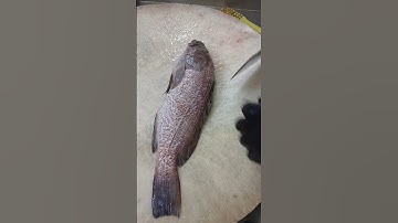 fresh seafood professional grouper fish cutting slice skills #short video