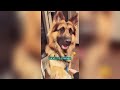 This dog saved its owner.#funnyshorts #pets #cute #love