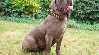 Mastino Napoletano, Pitbull and other canines in Designer Dog Collar