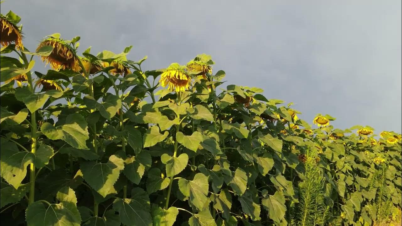 Sunflower Maze at Clearview Farm 2022 Illinois YouTube