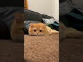 Wait For The Yawn! 🥺 This Orange Cat is Too Cute #cats #shorts