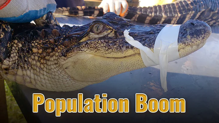 Population Boom Look Back