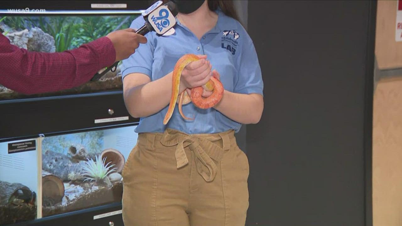Chester gets up close to an albino corn snake at the Children's Science Center Lab