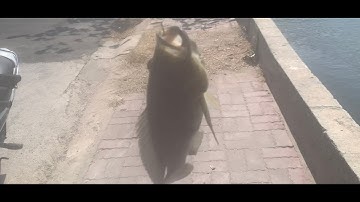 Câu cá rô phi khủng nước mặn