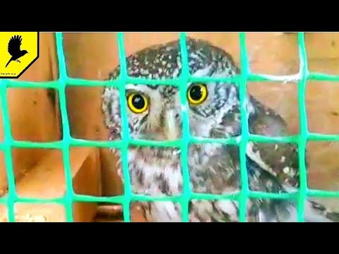 Βίντεο: Νυχτερινά πουλιά: ονόματα. Νυχτερινά πουλιά της Ρωσίας