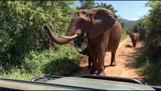 Elephants of Pumba Private Game Reserve