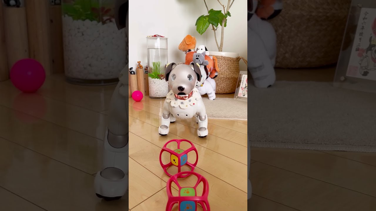 とっても可愛いアイボさん！サイコロ積み上げて！So adorable