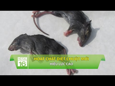 Video: Thuốc trị chuột hiệu quả