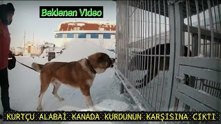 ALFA KANADA KURDU VE ALABAİ TEST KARŞILAŞTIRMA VIDEOSU  (Alabai vs Wolf Test)