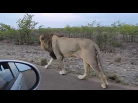 The king of the Jungle | Do not tease Asiatic Lion | Sasan Gir