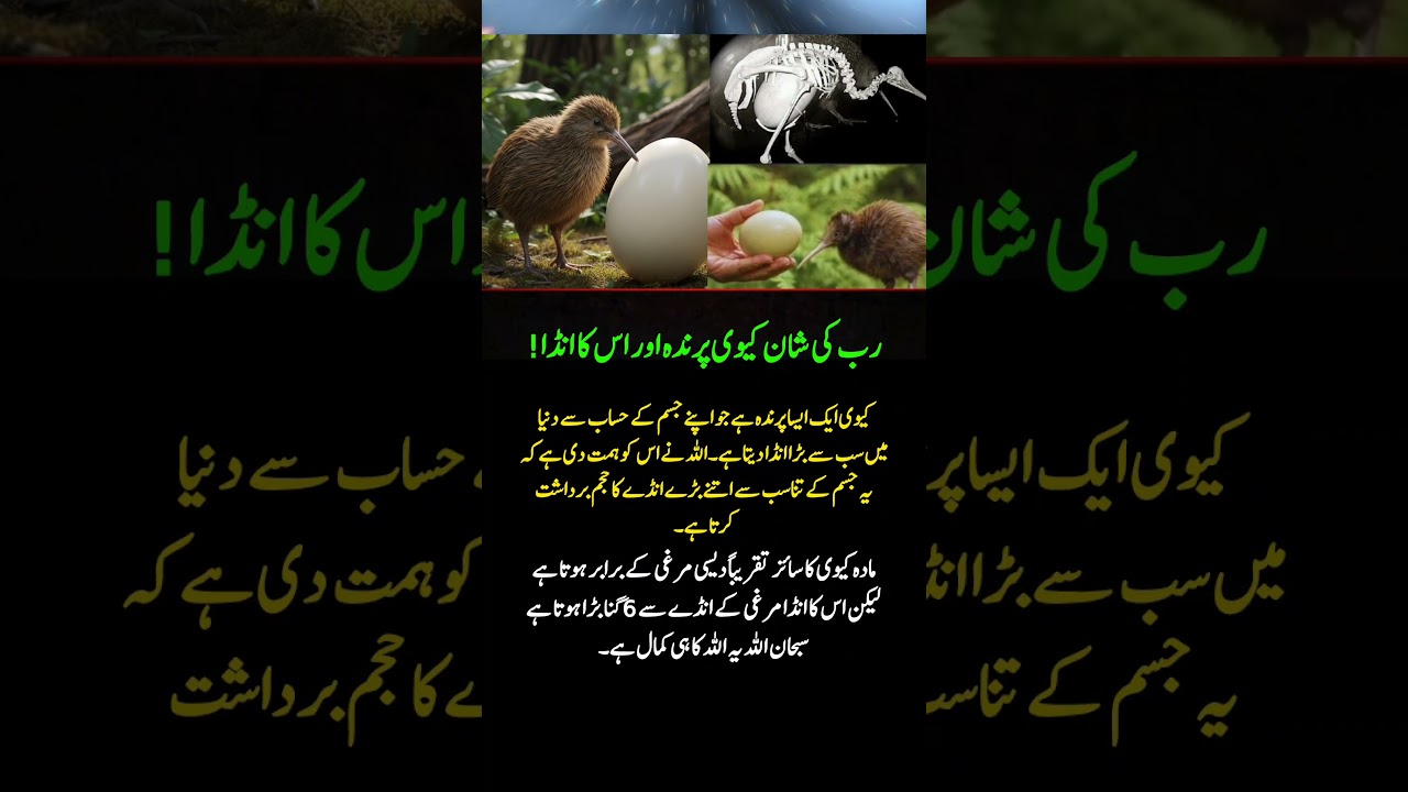 Kiwi Bird Lays Giant Egg | Nature’s Amazing Miracle