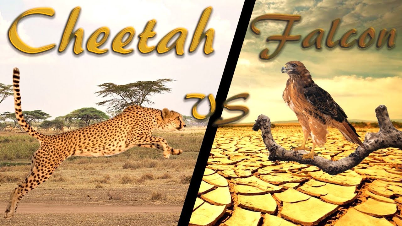 Falcon Images: Peregrine Falcon Vs Cheetah Race Youtube