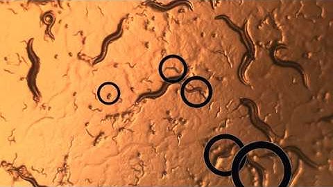 C  Elegans Video Lab