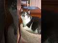 Jane the Cat, sings good morning