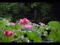 The story of the magical lotus flower