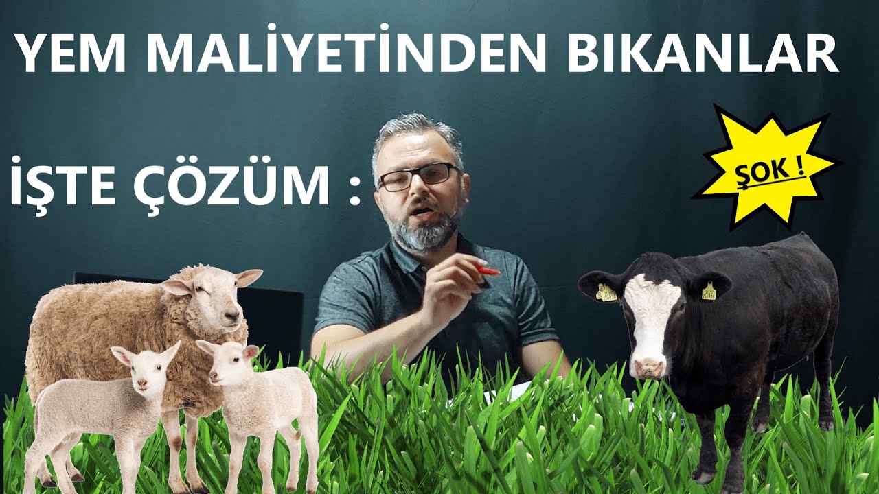 İNEKLERİ DANALARI KOYUNLARI BEDAVAYA BAKIP BESLEMEK | NASIL YANİ 3