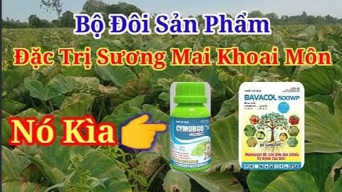 Cymobgo, Bavaco. Một phát là khô vết bệnh sương mai. Zalo. 0357.608.168.Ks.Dư Nông Dân. 