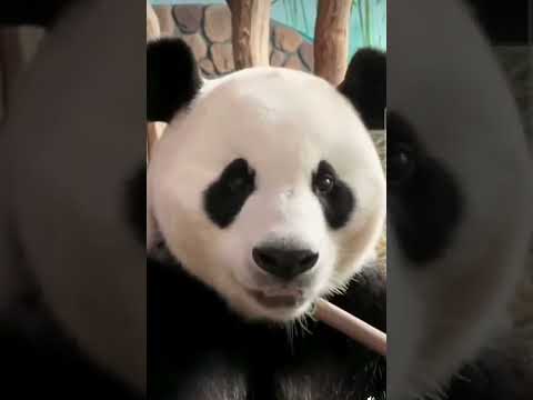 판다 ASMR