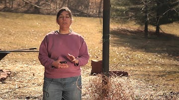 How to Prune Sweet Autumn Clematis : Pruning Tips