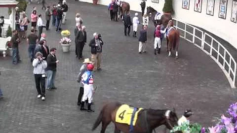 2010 Carter Handicap Paddock Walk