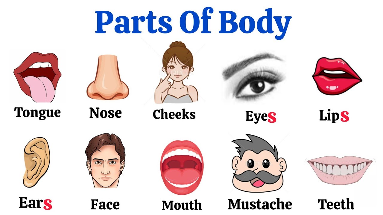 50 Parts Of Body Name parts Of Body Name With Pictures parts Of The 50 Parts Of Body Name parts Of Body Name With Pictures parts Of The