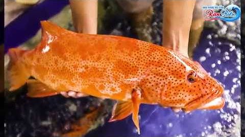 Cá mú sao đỏ | Hải Sản Rạn Biển