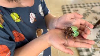 Hermit Crabs and a Sleepy Theodore Surprise!!