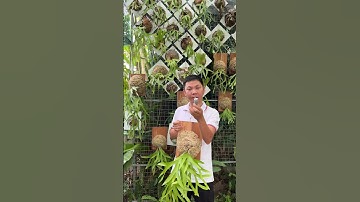 cách Huy bón phân cho ổ rồng đơn giản