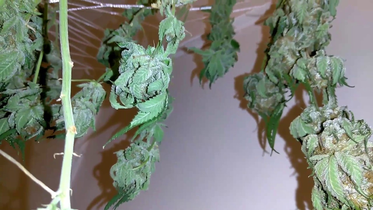 Purple Portal update and Dark Helmet Harvest COB LED Tent