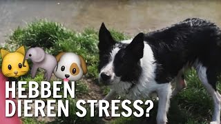Hebben Dieren Stress? De Buitendienst Over Stress