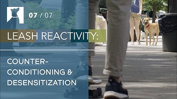 Behavior Modification for Reactive Dogs: Counterconditioning to Triggers (7/7)