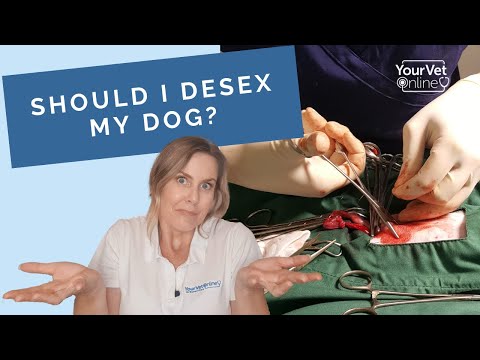 فيديو: في أي عمر هل خصي كلب ذكر؟