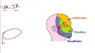 USMLE ACE Video 205: Cranial Nerves: Names, Functions, and Lesion Effects