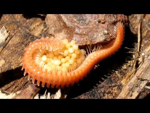 Things You Didn&rsquo;t Know About CENTIPEDES