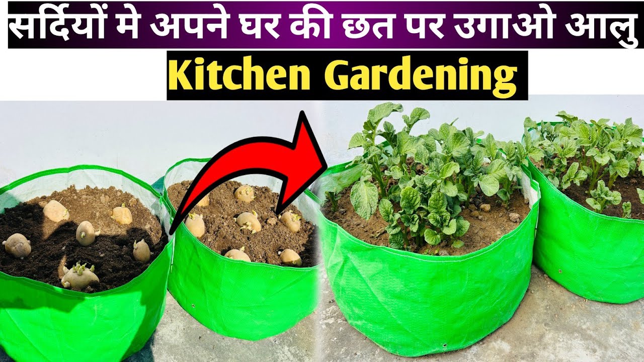 ग्रोबैग में ज्यादा आलू चाहिये तो ये करो | आलू उगाओ घर की छत पर | Alu Germination At Rooftop | Alu | 