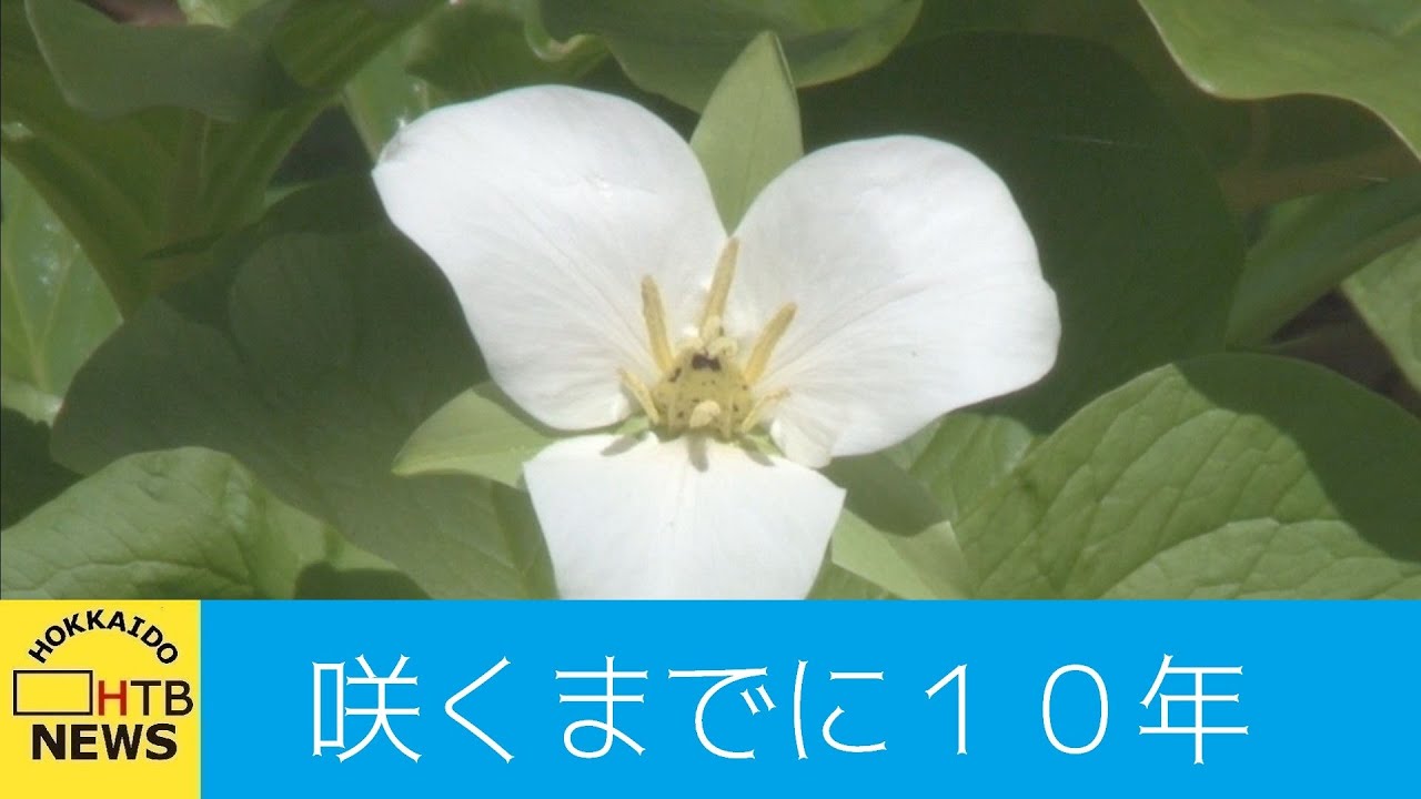 オオバナノエンレイソウがみごろ 新冠町 花が咲くのに１０年 持ち帰らないで Youtube