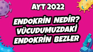 Endokrin Nedir? Vücudumuzdaki Endokrin Bezler | AYT Biyoloji 2022 #hedefekoş