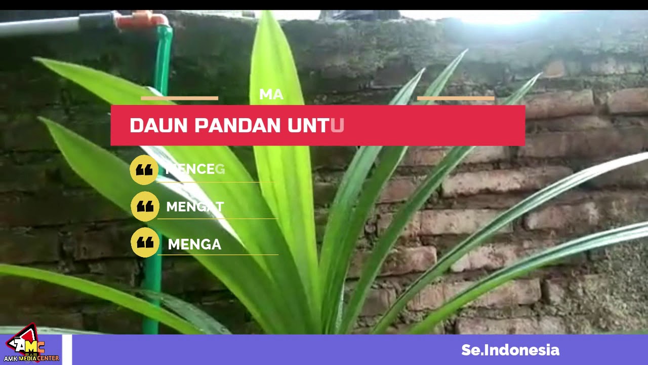 5 Manfaat Daun Pandan untuk Kesehatan1 