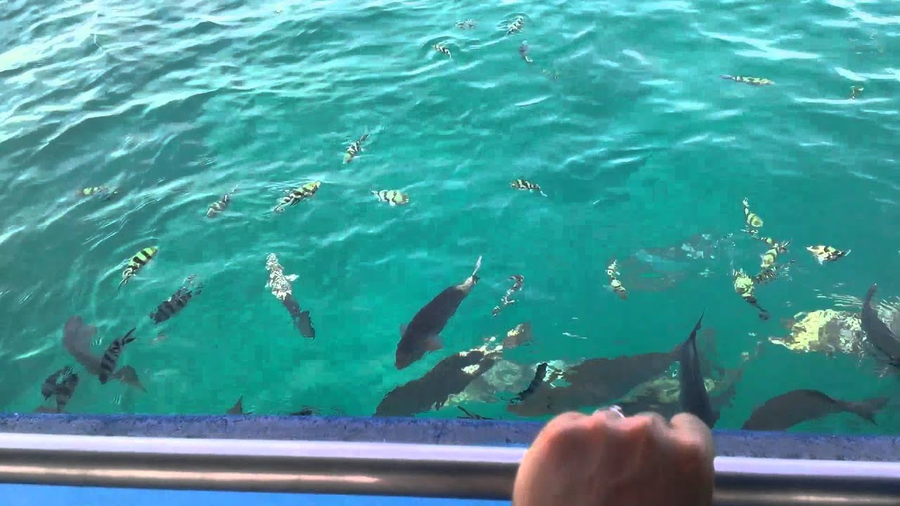 かりゆしビーチリゾート グラスボート Youtube