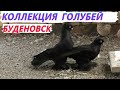 Коллекция Северокавказских Буденовских голубей Артура в Буденовске!