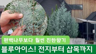 편백나무와 비교 불가! 진한 피톤치드를 내뿜는 블루아이스! 전지부터 삽목까지