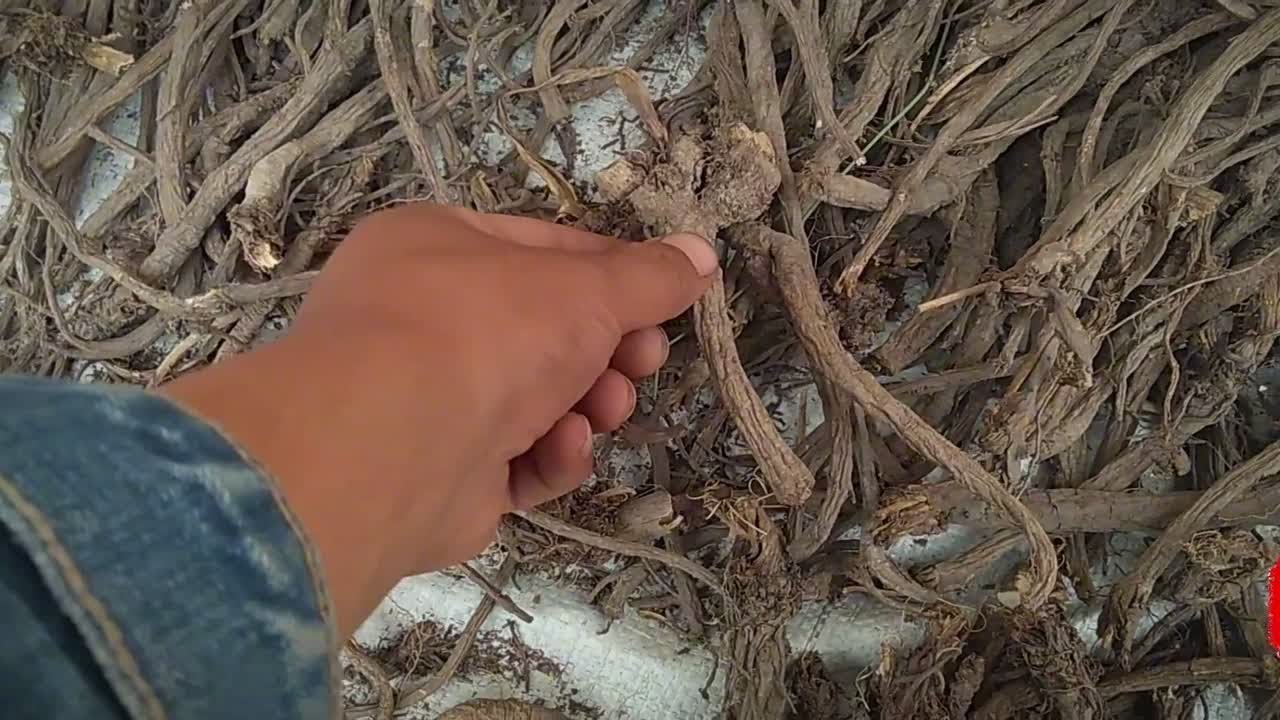 羌活有几种?怎么区分野生和种植羌活?蚕羌竹节羌大头羌怎么回事 - YouTube