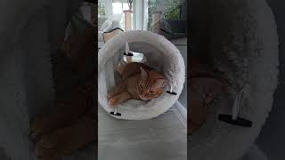 Cat hanging out of the cat tunnel! #catsofyoutube #cat #catcathouse #catterycat